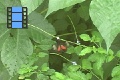 Scene 05_1+2_Parides